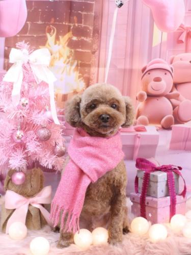 20241219くうくん